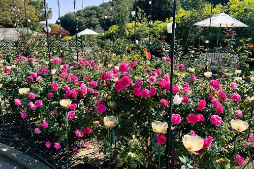 花の状況 | パーク便り | あしかがフラワーパーク